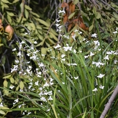 Libertia paniculata (Branching Grass-flag) at Bundanoon, NSW - 14 Oct 2024 by plants