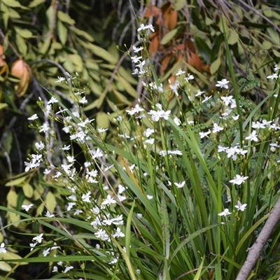 Libertia paniculata (Branching Grass-flag) at Bundanoon, NSW - 14 Oct 2024 by plants