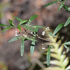 Zieria smithii (Sandfly Zieria) at Bundanoon, NSW - 14 Oct 2024 by plants