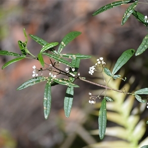 Zieria smithii (Sandfly Zieria) at Bundanoon, NSW by plants