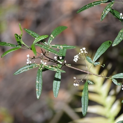 Zieria smithii (Sandfly Zieria) at Bundanoon, NSW - 14 Oct 2024 by plants