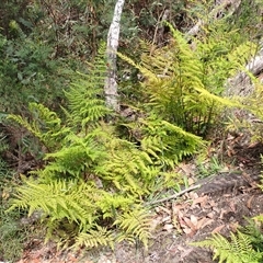 Pteris tremula (Tender Brake) at Bundanoon, NSW - 13 Oct 2024 by plants