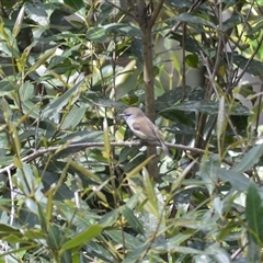 Gerygone mouki (Brown Gerygone) at Bundanoon, NSW - 14 Oct 2024 by plants