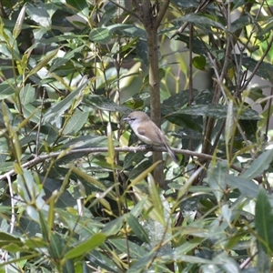 Gerygone mouki at Bundanoon, NSW by plants