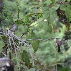 Gerygone mouki at Bundanoon, NSW - 14 Oct 2024