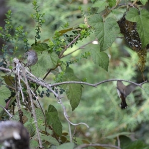 Gerygone mouki at Bundanoon, NSW - 14 Oct 2024