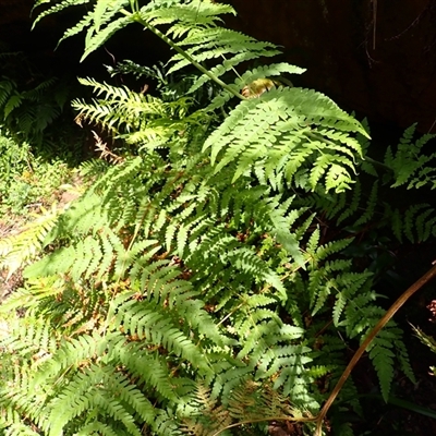 Histiopteris incisa (Bat's-Wing Fern) at Bundanoon, NSW - 13 Oct 2024 by plants