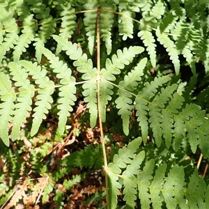 Histiopteris incisa at Bundanoon, NSW - suppressed