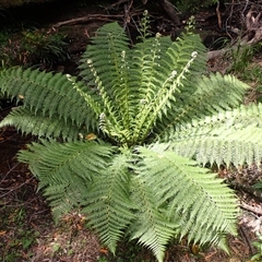 Dicksonia antarctica (Soft Treefern) at Bundanoon, NSW - 13 Oct 2024 by plants