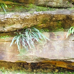 Blechnum patersonii subsp. patersonii (Strap Water Fern) at Bundanoon, NSW by plants