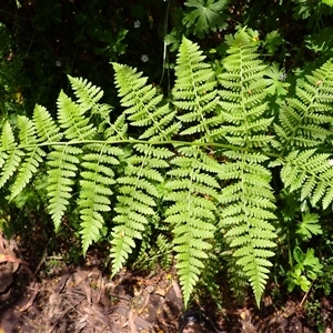 Diplazium australe (Austral Lady Fern) at Bundanoon, NSW by plants