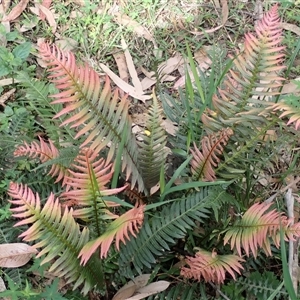 Blechnum neohollandicum (Prickly Rasp Fern) at Bundanoon, NSW by plants