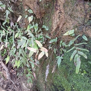 Blechnum ambiguum at Robertson, NSW by plants