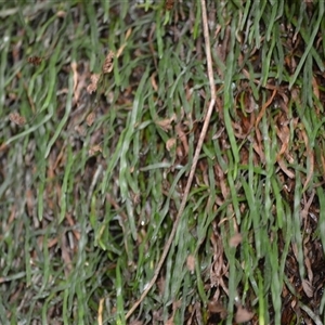 Schizaea rupestris at Robertson, NSW by plants