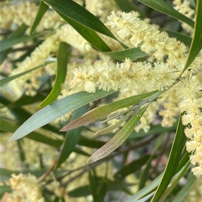 Acacia longifolia subsp. longifolia (sallow or Sydney golden wattle) at Gurrundah, NSW - 5 Oct 2024 by JaneR