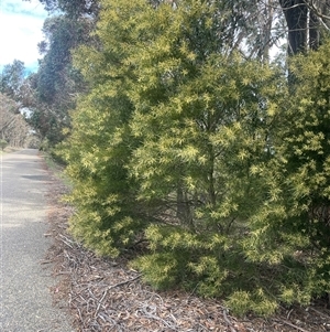 Acacia longifolia subsp. longifolia at Gurrundah, NSW - 5 Oct 2024 01:35 PM