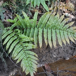 Blechnum camfieldii at Robertson, NSW by plants