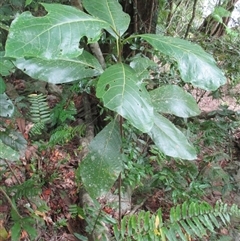 Litsea bindoniana (big–leaf bollywood) at Syndicate, QLD - 20 Jun 2017 by Jason7Stewart2016onNM