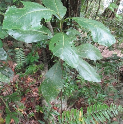 Litsea bindoniana (big–leaf bollywood) at Syndicate, QLD - 20 Jun 2017 by JasonPStewartNMsnc2016