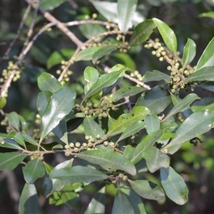 Myrsine howittiana (Brush Muttonwood) at Barrengarry, NSW by plants