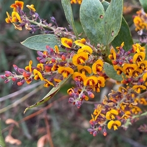 Daviesia latifolia at Gurrundah, NSW by JaneR