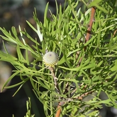 Isopogon anemonifolius (Common Drumsticks) at Barrengarry, NSW - 14 Oct 2024 by plants