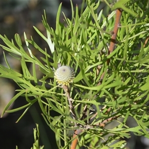 Isopogon anemonifolius (Common Drumsticks) at Barrengarry, NSW by plants