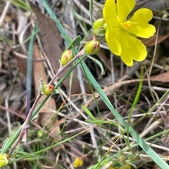 Hibbertia obtusifolia (Grey Guinea-flower) at Gurrundah, NSW - 5 Oct 2024 by JaneR