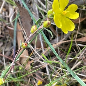 Hibbertia obtusifolia at Gurrundah, NSW by JaneR