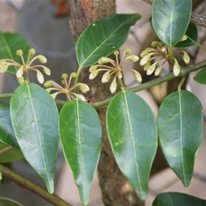 Leichhardtia rostrata (Milk Vine) at Barrengarry, NSW by plants