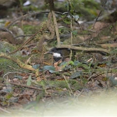 Psophodes olivaceus (Eastern Whipbird) at Robertson, NSW - 14 Oct 2024 by plants