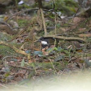 Psophodes olivaceus (Eastern Whipbird) at Robertson, NSW by plants