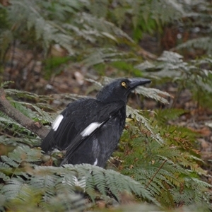 Strepera graculina (Pied Currawong) at Robertson, NSW by plants