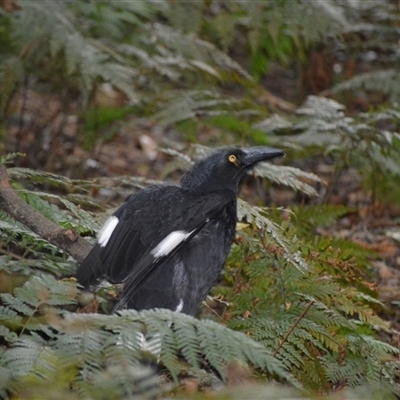 Strepera graculina (Pied Currawong) at Robertson, NSW - 14 Oct 2024 by plants