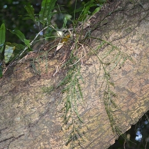 Asplenium flaccidum subsp. flaccidum (Weeping Spleenwort) at Robertson, NSW by plants