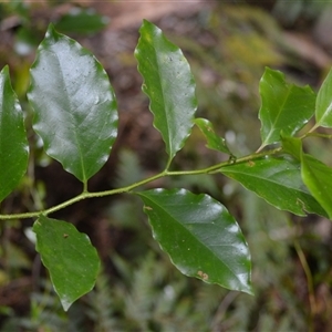 Pennantia cunninghamii (Brown Beech) at Robertson, NSW by plants