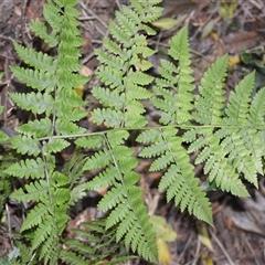 Diplazium australe (Austral Lady Fern) at Robertson, NSW - 14 Oct 2024 by plants