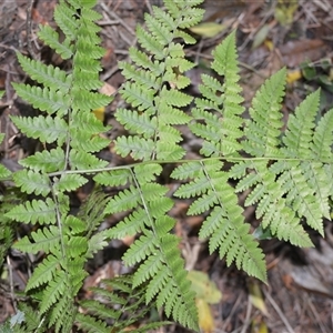 Diplazium australe (Austral Lady Fern) at Robertson, NSW by plants