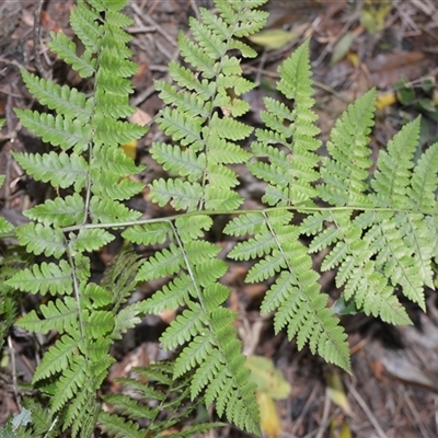 Diplazium australe (Austral Lady Fern) at Robertson, NSW - 14 Oct 2024 by plants