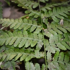 Diplazium australe at Robertson, NSW - suppressed