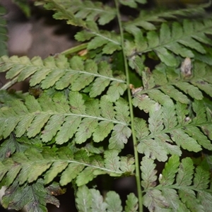 Diplazium australe at Robertson, NSW - suppressed