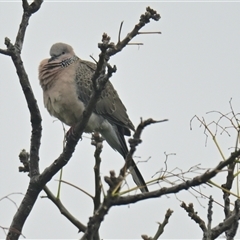 Spilopelia chinensis (Spotted Dove) at Evatt, ACT - 15 Oct 2024 by Thurstan