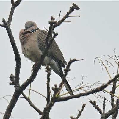 Spilopelia chinensis (Spotted Dove) at Evatt, ACT - 15 Oct 2024 by Thurstan