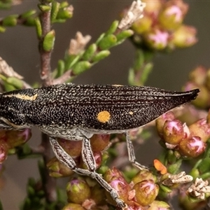 Rhinotia bidentata (Two-spot Rhinotia weevil) at Bruce, ACT by Roger