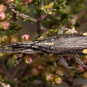 Rhinotia bidentata at Bruce, ACT - 14 Oct 2024 10:49 AM