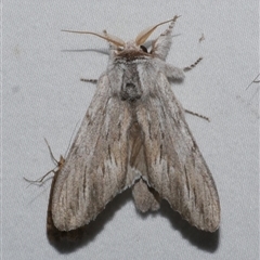 Destolmia lineata (Streaked Notodontid Moth) at Freshwater Creek, VIC - 19 Feb 2021 by WendyEM