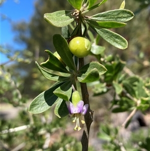 Lycium ferocissimum (African Boxthorn) at Campbell, ACT by SilkeSma