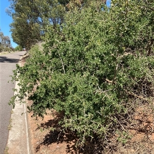 Lycium ferocissimum at Campbell, ACT - 13 Oct 2024