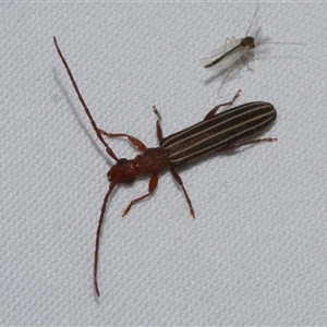 Syllitus sp. (genus) at Freshwater Creek, VIC by WendyEM