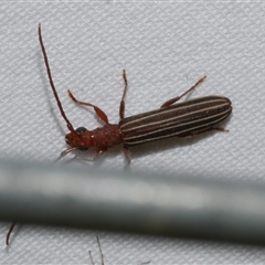 Syllitus rectus at Freshwater Creek, VIC - 18 Feb 2021 11:04 PM